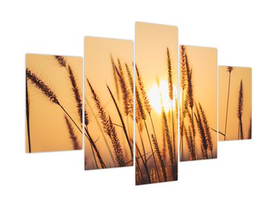 Slika - Trave na suncu