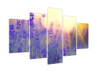 Bild auf Leinwand - Lavendel