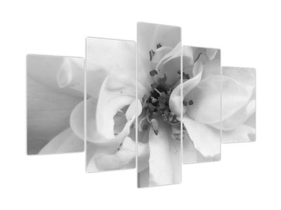 Obraz - Květ, černobílá