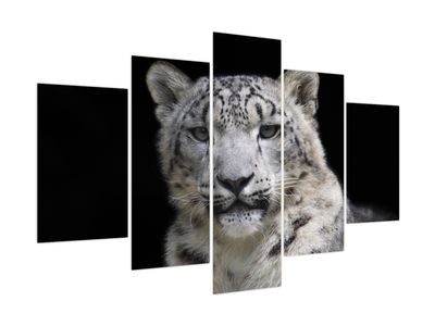 Kép - Snow Leopard