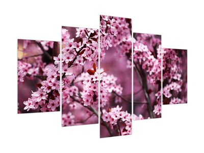 Obraz - Różowa sakura