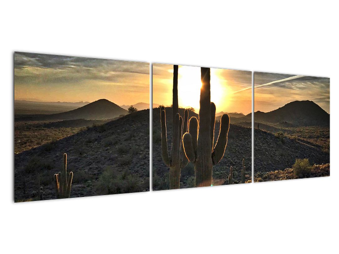 Obraz - kaktusy ve slunci (V020560V15050)