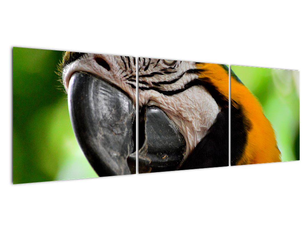 Obraz papouška (V020561V15050)