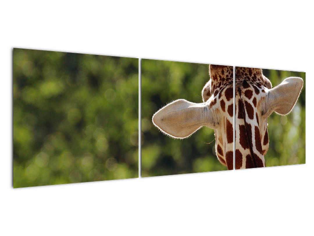 Obraz žirafy zezadu (V020638V15050)