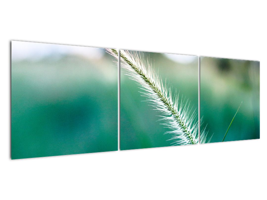 Obraz stébla trávy (V020962V15050)