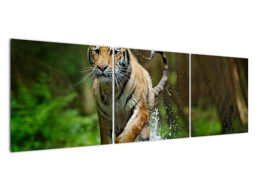 Obraz běžícího tygra (V020979V15050)