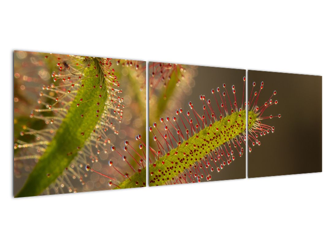 Obraz rostliny (V020984V15050)