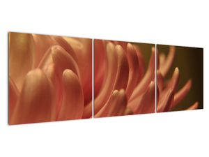 Slika detajla rože