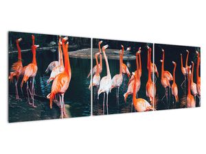 Obraz stada flamingów