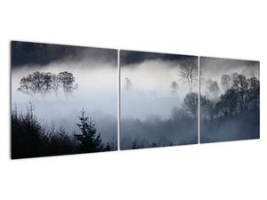 Obraz mlhy nad lesem