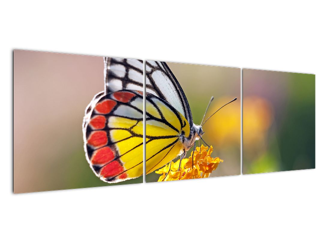 Obraz motýla na květu (V022330V15050)