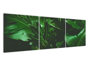 Slika - Listi palme