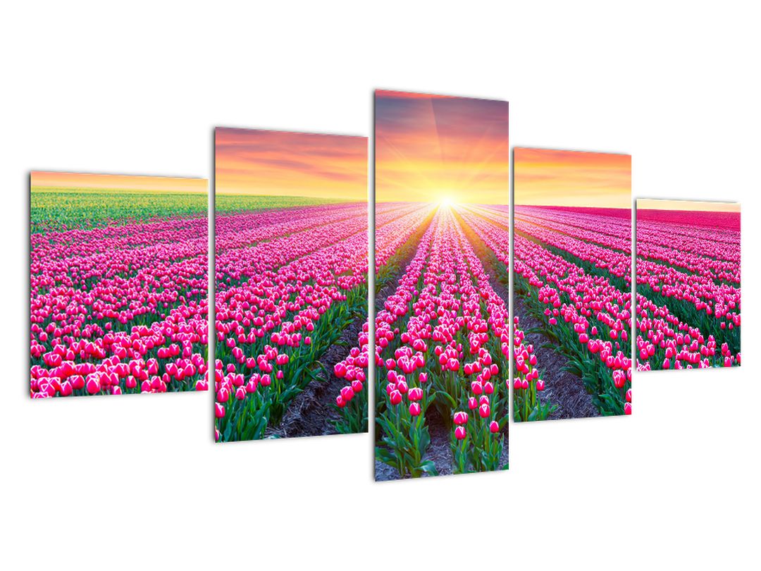Obraz pole tulipánů se sluncem (V020554V150805PCS)