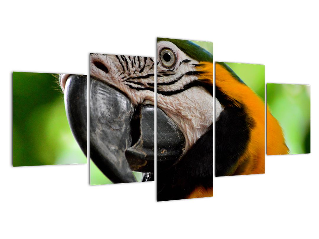 Obraz papouška (V020561V150805PCS)