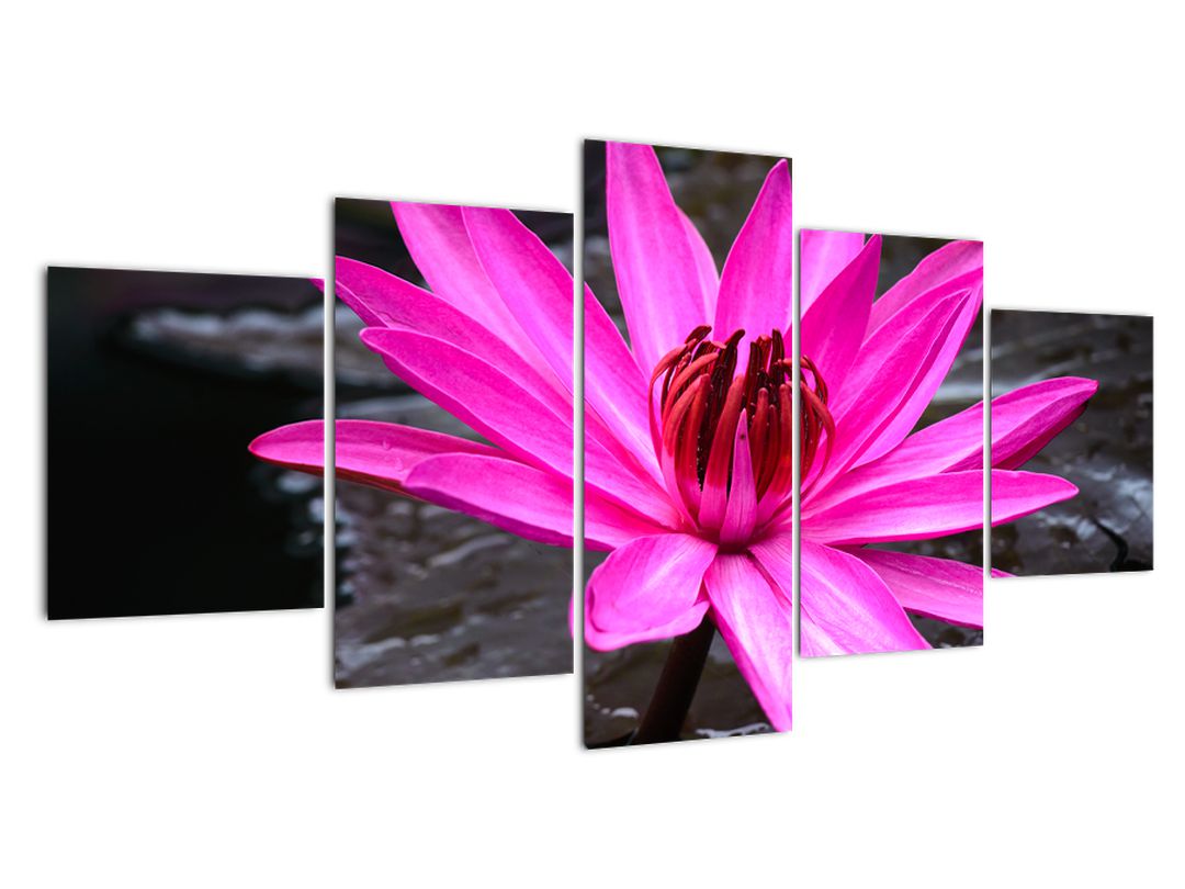 Obraz - růžový květ (V020636V150805PCS)