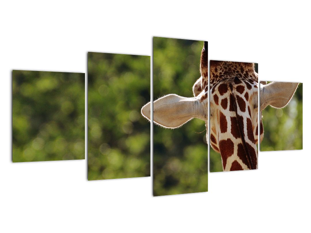 Obraz žirafy zezadu (V020638V150805PCS)