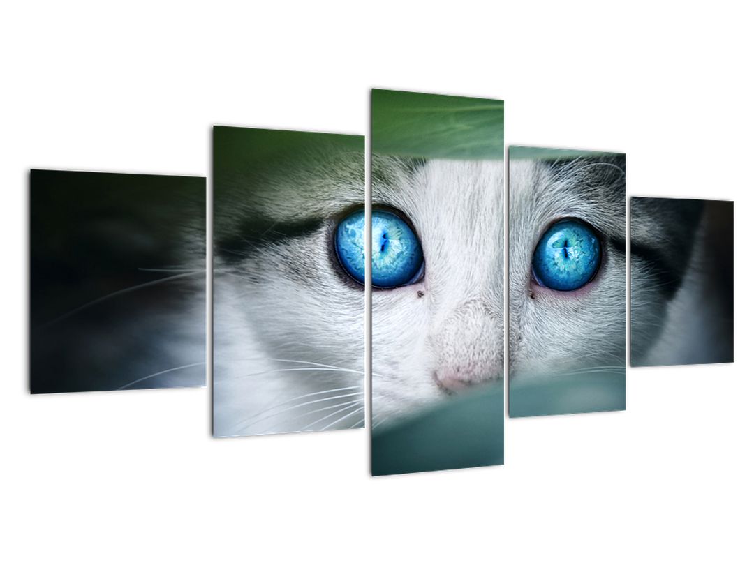 Obraz kočky (V020944V150805PCS)