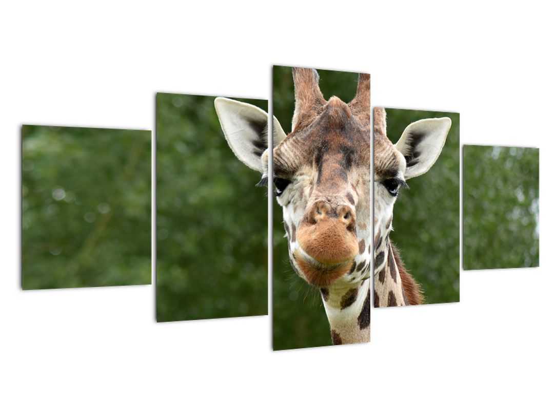 Obraz žirafy (V020969V150805PCS)