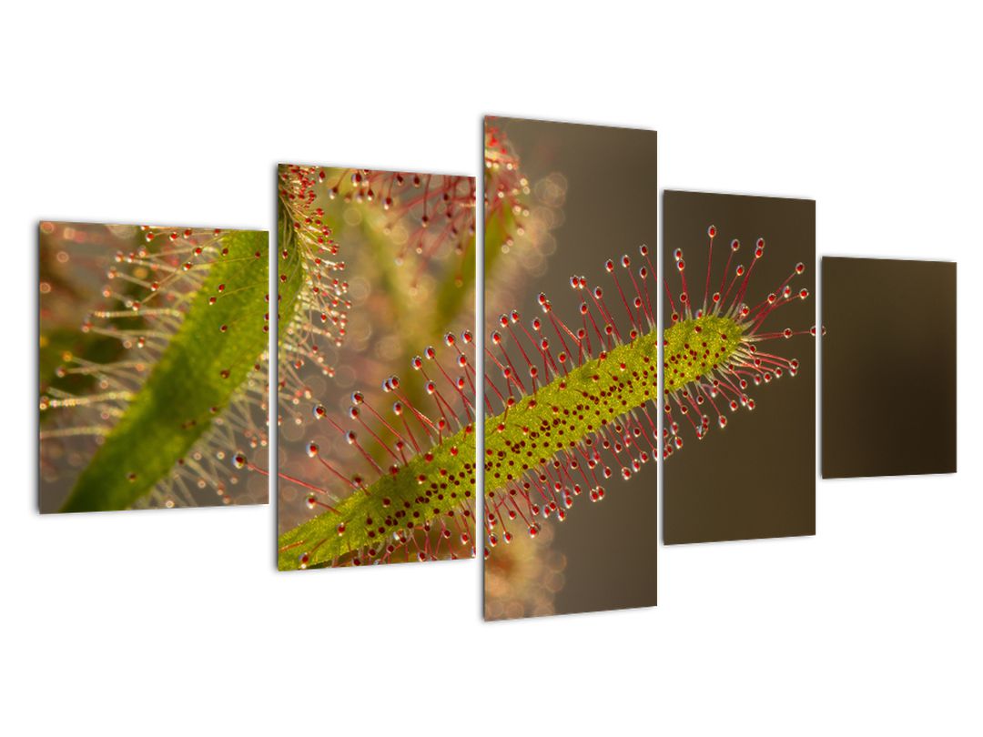 Obraz rostliny (V020984V150805PCS)