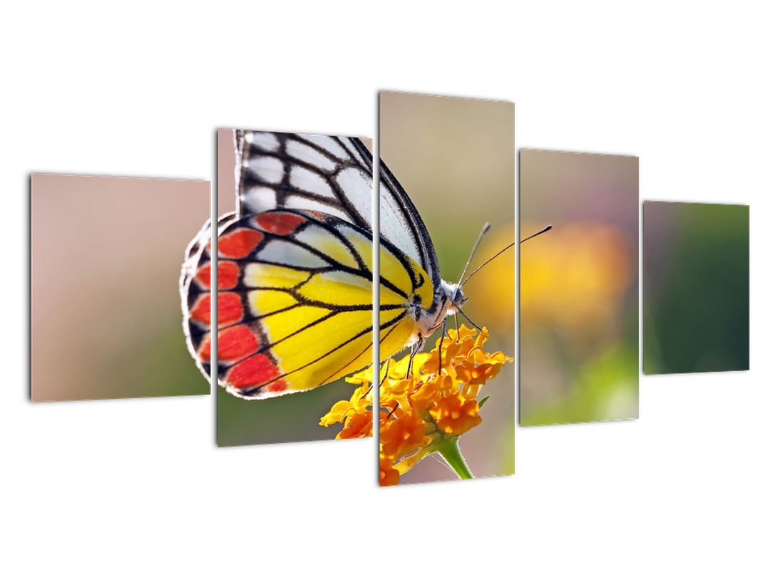 Obraz motýla na květu (V022330V150805PCS)