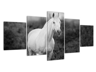 Egy fehér ló képe egy réten, fekete-fehér