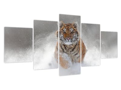Obraz bežiaceho tigra v snehu (s hodinami) (V020719V15080C)