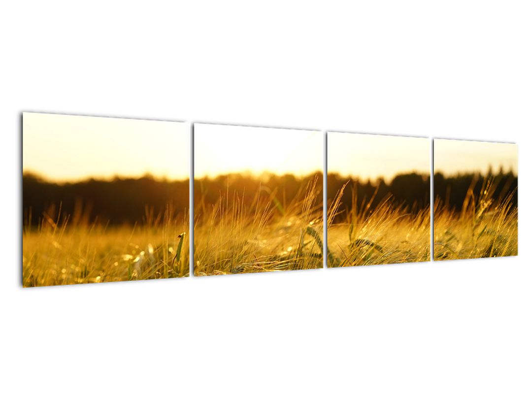 Obraz orosené trávy (V020584V16040)