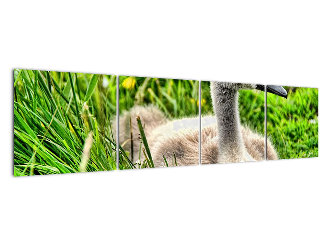 Obraz - malá labuť v trávě (V020585V16040)
