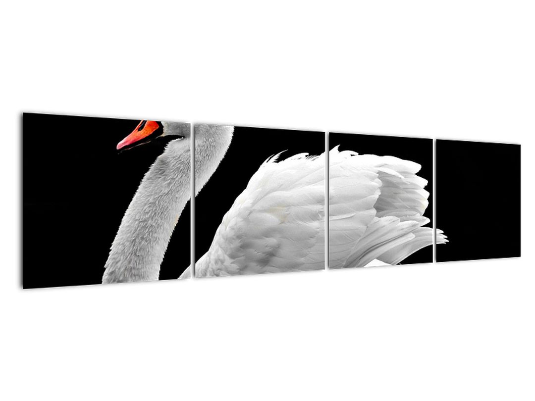 Obraz černobílé labutě (V020586V16040)