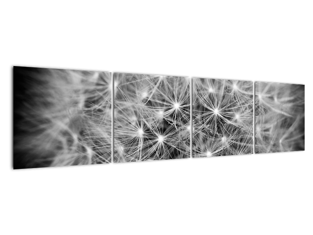 Obraz šedé pampelišky (V020607V16040)