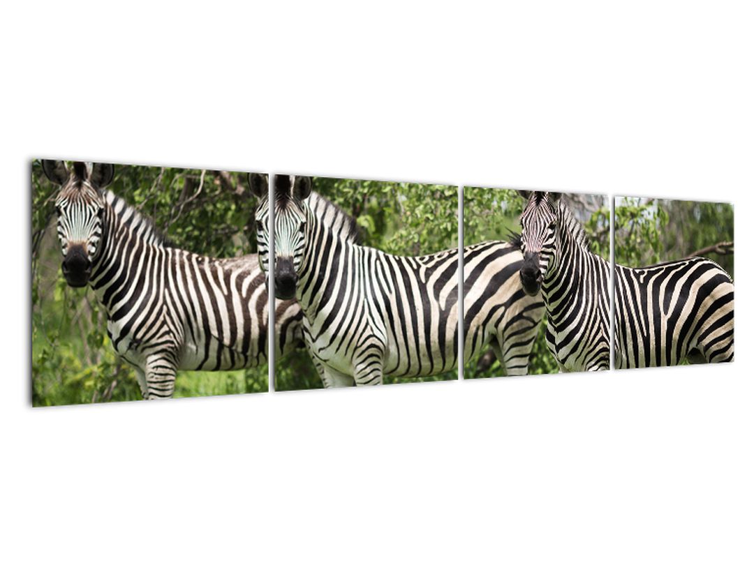 Obraz s zebrami (V020921V16040)