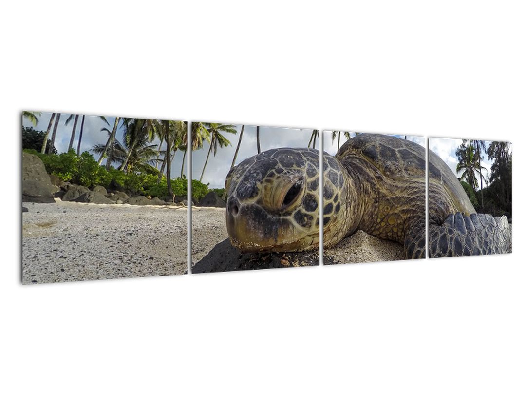 Obraz želvy (V020992V16040)