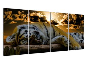 Slika usnulog tigra