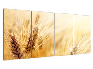 Slika - detalj žita