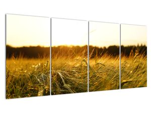 Obraz orosenej trávy (V020584V16080)