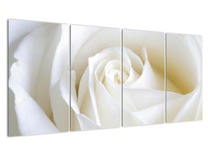 Obraz białej róży
