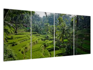 Slika rižinih terasa Tegalalang, Bali