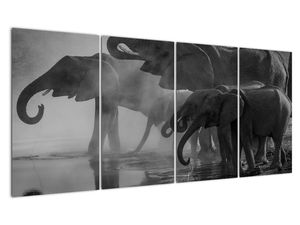 Schilderij - Olifanten, zwart-wit
