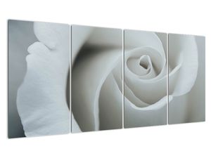 Tablou - Trandafirul alb