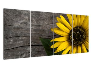 Slika - Cvijet suncokreta