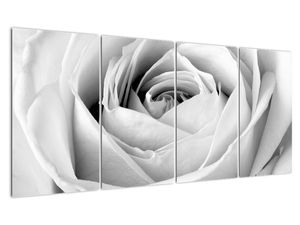 Tablou - Detailu de floare de trandafir