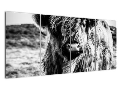 Obraz - Highland - Škótska krava