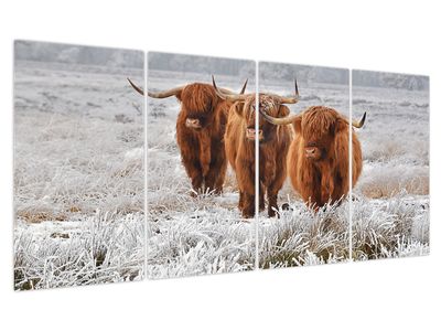 Obraz - Skotské krávy