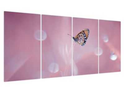 Obraz - Motýlek
