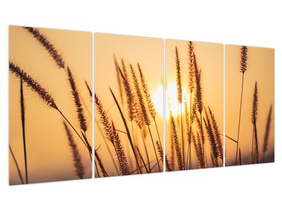 Obraz - Traviny ve slunci
