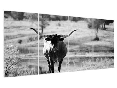 Obraz - Kráva, černobílá