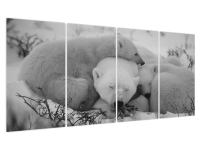 Obraz - Lední medvídci, černobílá