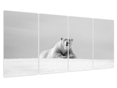 Slika - Polarni medvjed, crno-bijela
