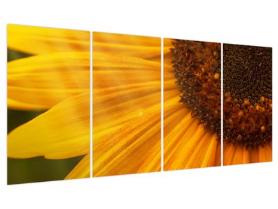 Bild auf Leinwand - Sonnenblumen