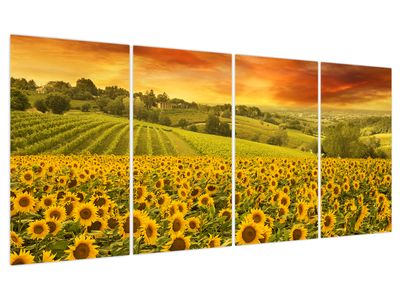 Bild auf Leinwand - Sonnenblumenfeld